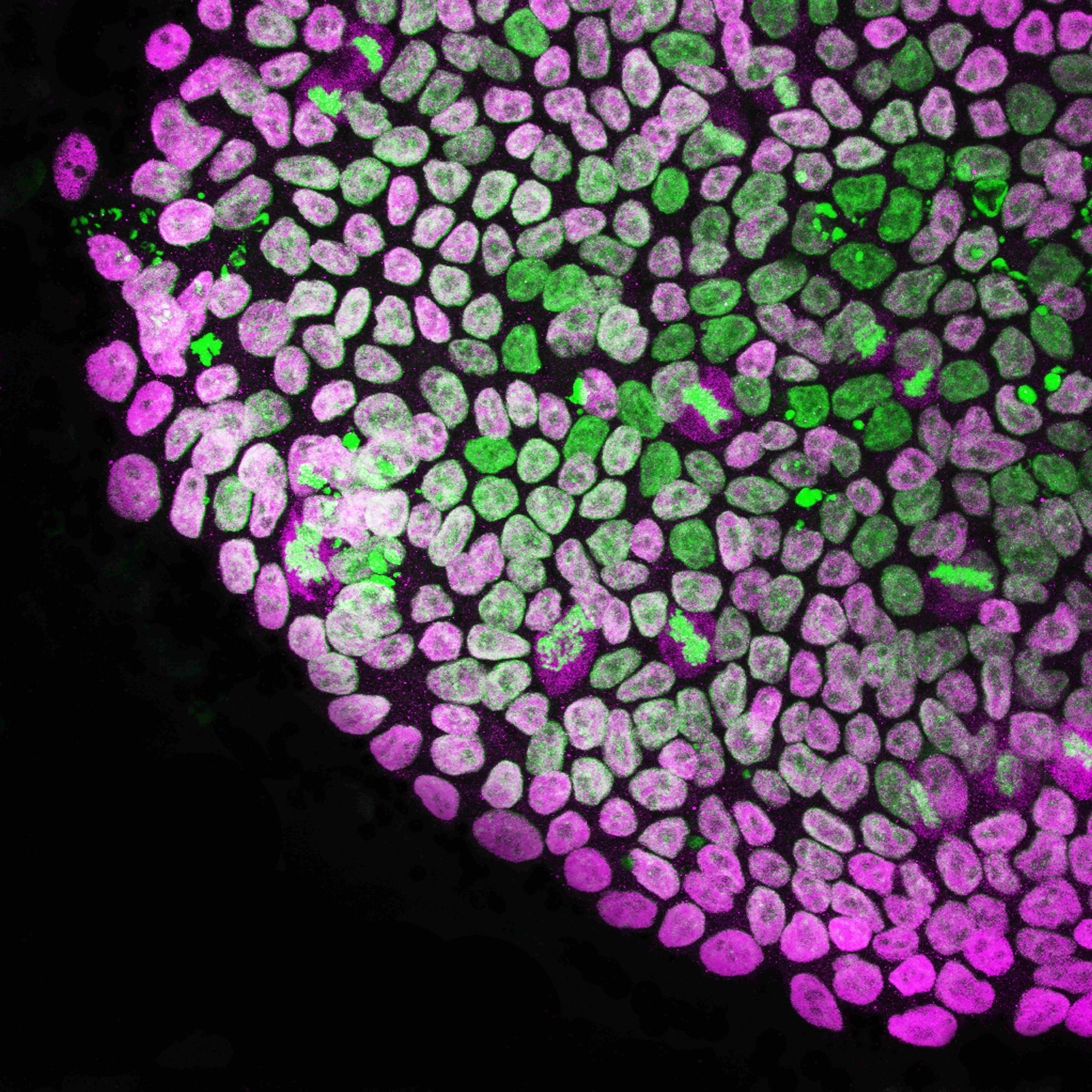 Εικόνα επιλογής